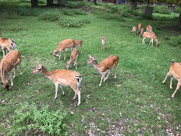 公園名の由来となったシカたち