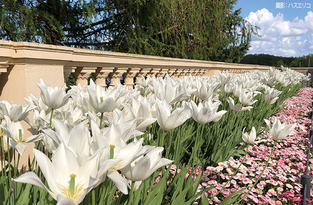 5月初旬の庭園の花々