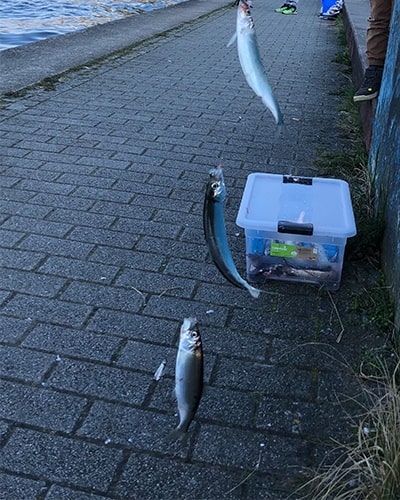 釣れたてのニシン!