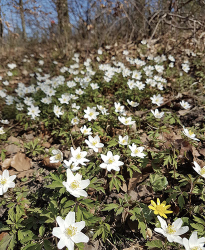 公園内には美しい季節の花々