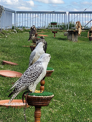 鷹匠はさまざまな種類の鳥たちを操る