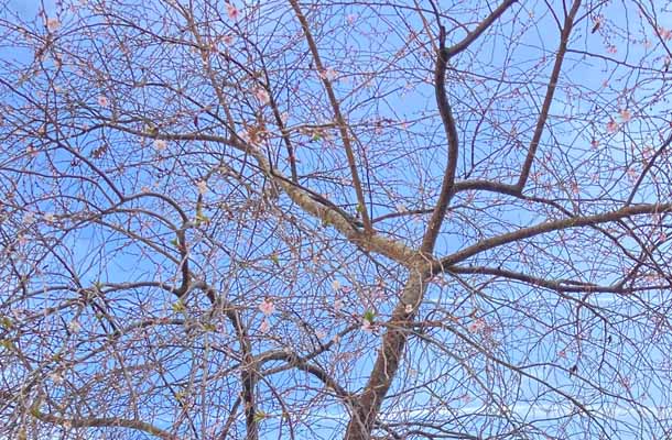 今年3月初めの桜の様子