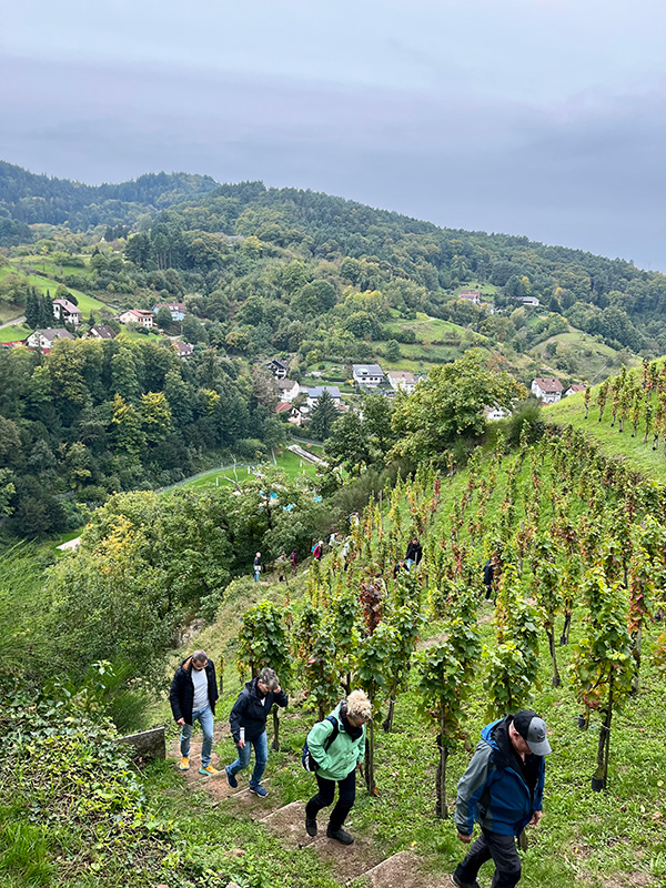 ワイン畑をハイキング