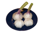 にんにく　Knoblauch