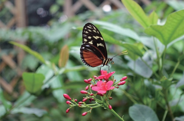ビオスフェーレ・ポツダムの蝶の館で出会った「ヘリコニウスヘカレ」というチョウ