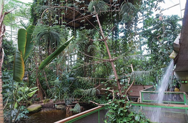 木々が鬱蒼（うっそう）と茂る植物園の様子