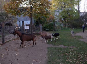 行儀よく小屋に戻るツィーゲンホーフのヤギたち。それぞれに名前が付けられている