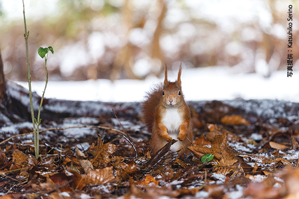 修道院生活に思いをはせる黒ビール