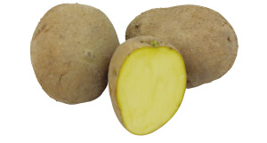 Adretta