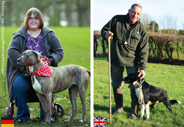 英国の牧羊犬とドイツの介助犬