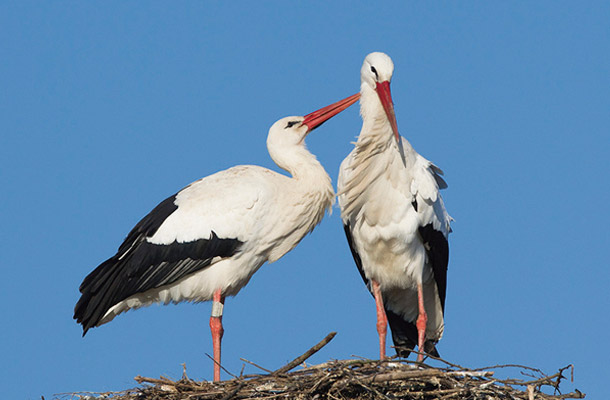 コウノトリ Weißstorch