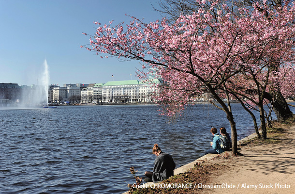 アルスター湖周辺の桜