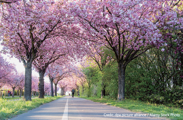 ホルツ通りの桜