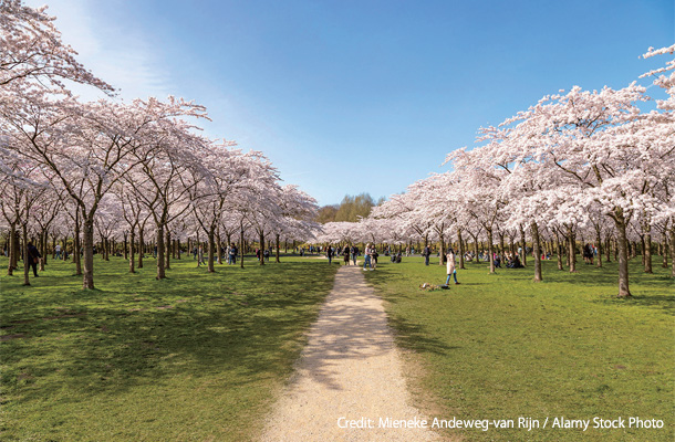 アムステルダムセ・ボスの桜並木