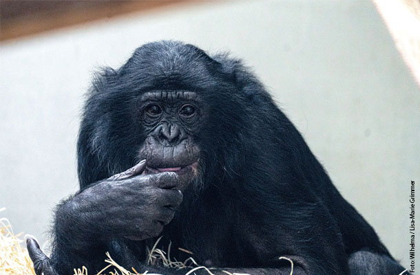 シュトゥットガルトのヴィルヘルマ動物園では、絶滅危惧種に指定されているボノボを、ドイツで最多である22頭飼育する