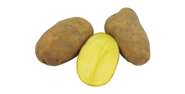 Festkochend