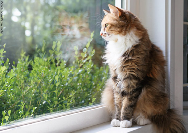 猫に数カ月の外出禁止令