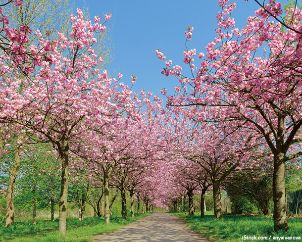 テレビ朝日さくら平和通り