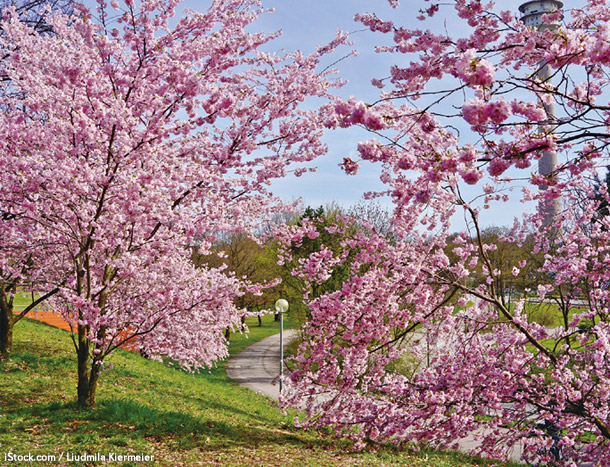 オリンピア公園の桜
